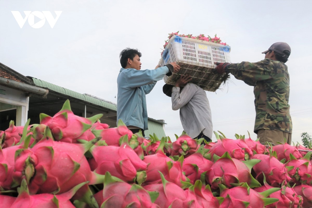 Les exportations de pitaya vietnamien en forte progression vers la Thaïlande et le Moyen-Orient