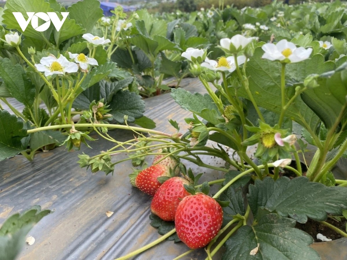 베트남산 딸기 수출 2,000배 급증