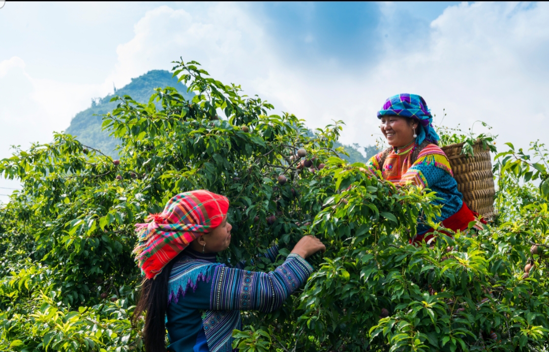 Exposición “Colores y sabores de las tierras altas” promueve imagen de Vietnam