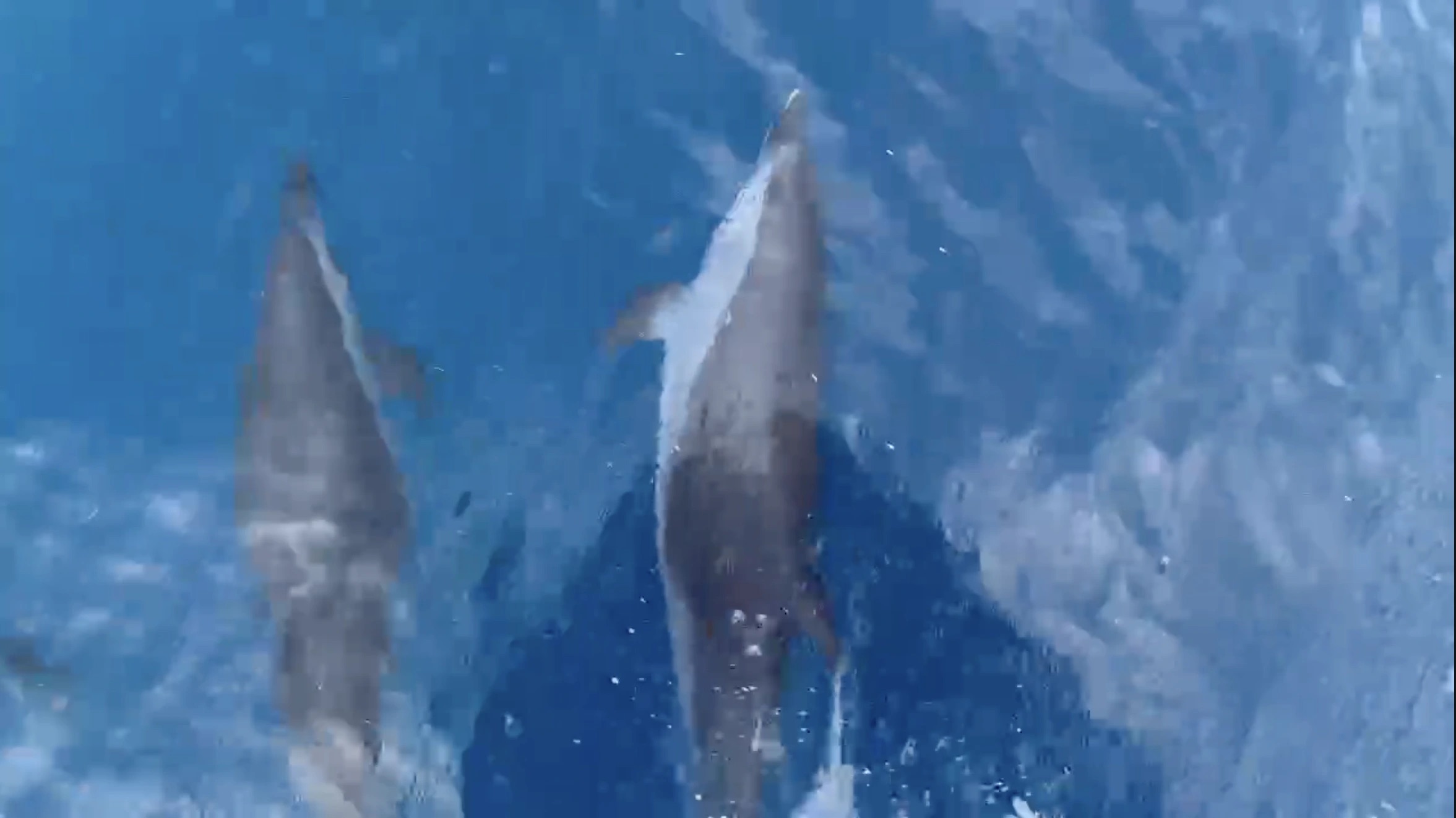 베트남 꾸이년 해역, 수백 마리 돌고래 떼 출현 ‘장관’