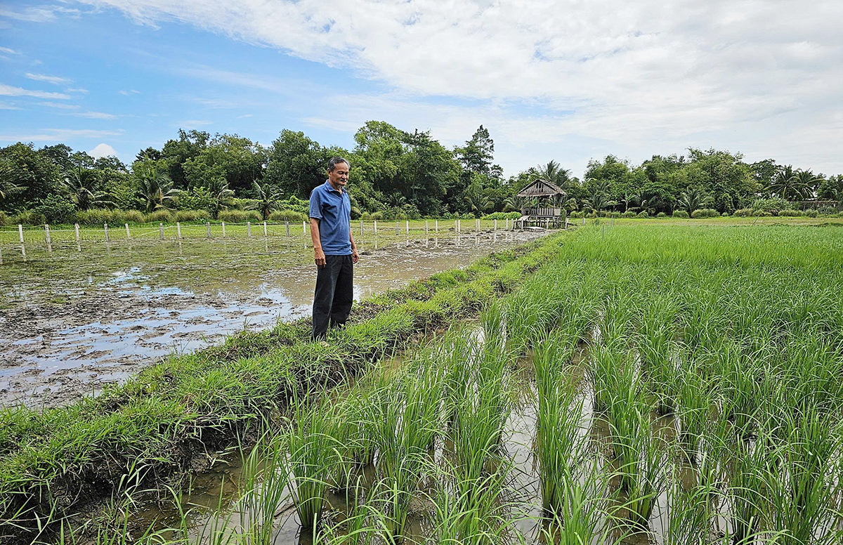 Tu Viêt, gardien des variétés traditionnelles de riz à An Giang