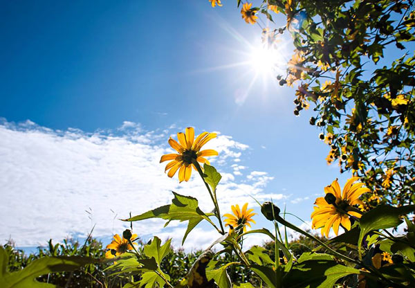 Balada Cinta di Hari Cerah