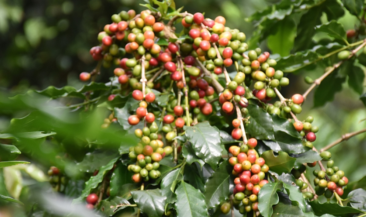 Diên Biên mise sur un café d'exception pour conquérir les marchés internationaux