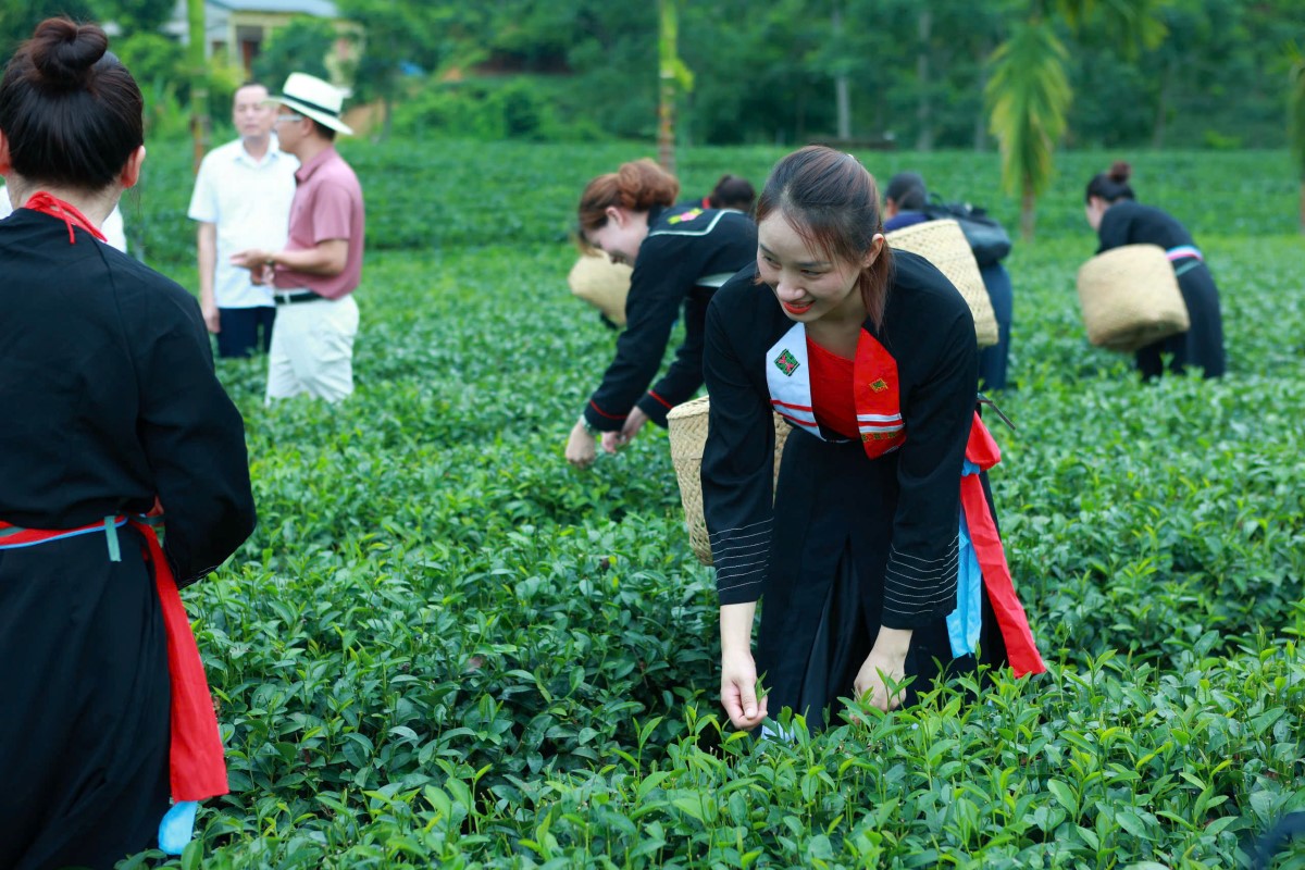 タイグエン省ボーチャン村　有機茶栽培と観光開発の融合による経済発展