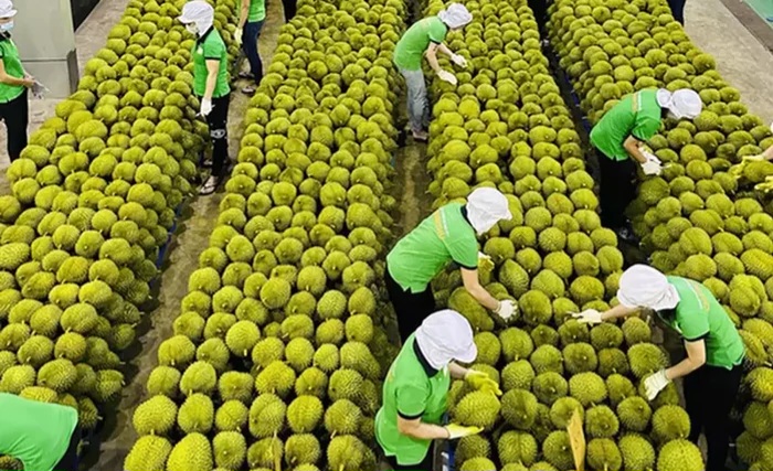 India abre su mercado y el durián vietnamita aspira a alcanzar los 5.000 millones de dólares anuales
