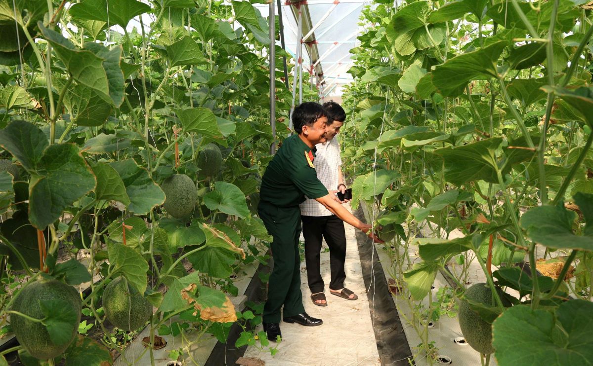 Model Penanaman Melon di Rumah Jaring Paranet Menciptakan Mata Pencahariaan Berkelanjutan bagi Petani Kecamatan Tien Dien, Provinsi Ha Tinh