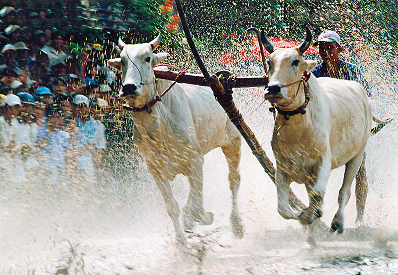 Semarak Festival Balap Sapi di Kawasan Bay Nui, Provinsi An Giang
