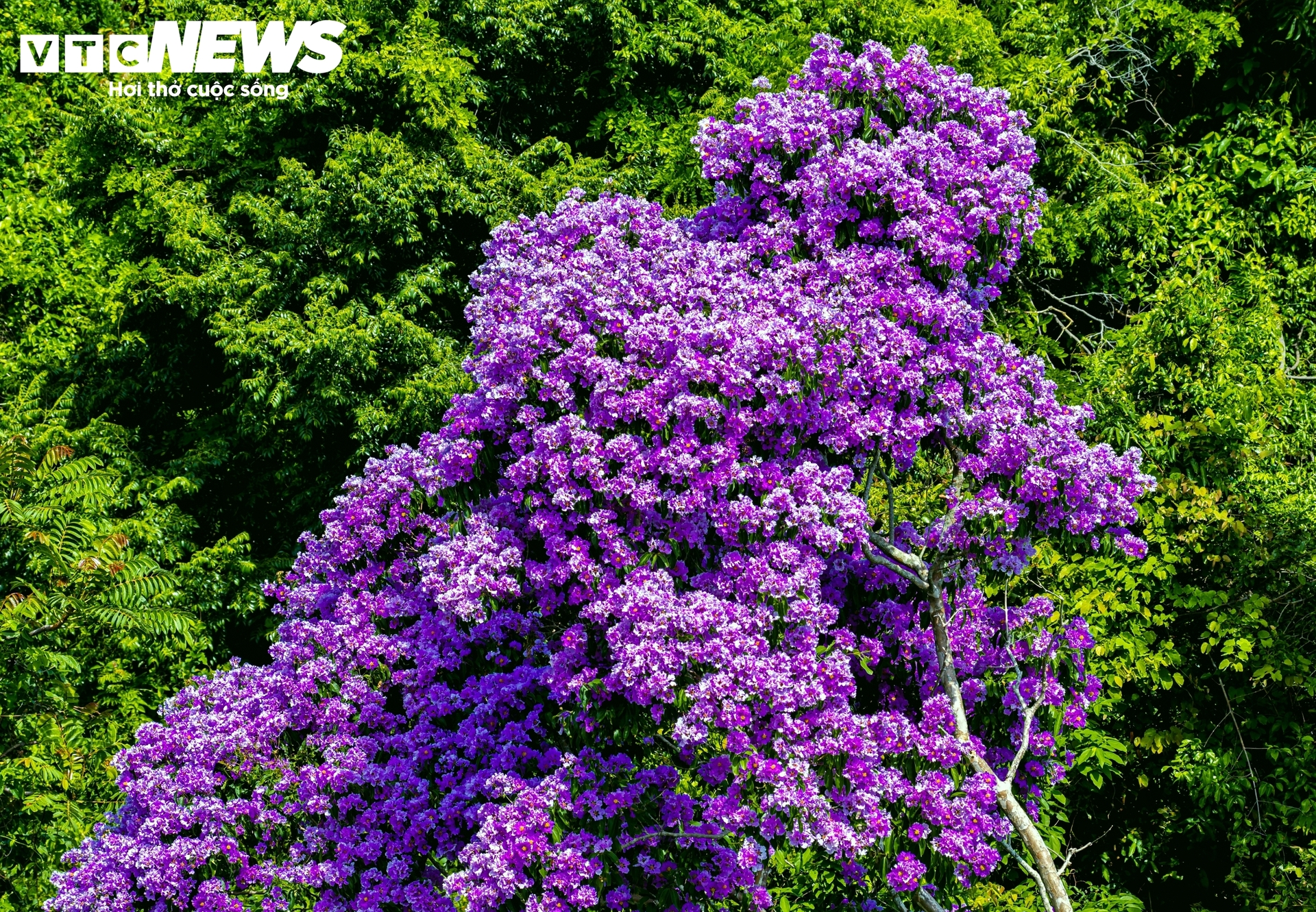 Wilde Königinblumen hüllen die Küstenberge von Gia Lai in ein neues Gewand