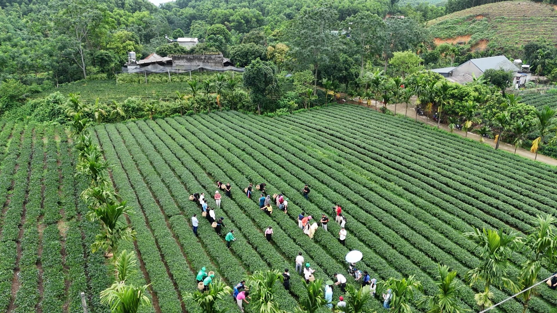 凭借安全优势和丰富多彩的旅游体验,越南旅游吸引力日益增强