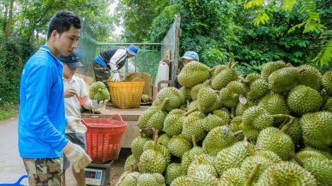 Nút thắt truy xuất nguồn gốc và lời giải cho sầu riêng xuất khẩu