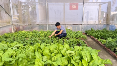 ສວນສີຂຽວຂອງອ້າຍທະຫານຢູ່ເຂດທະເລ