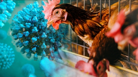Virus Influenza Unggas H5N1 Menyebar ke Semua Benua