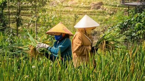 Golden rice fields draw crowds to Pu Luong