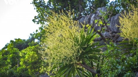Mountain Dracaena blooms: Ha Long Bay’s hidden season of flowers