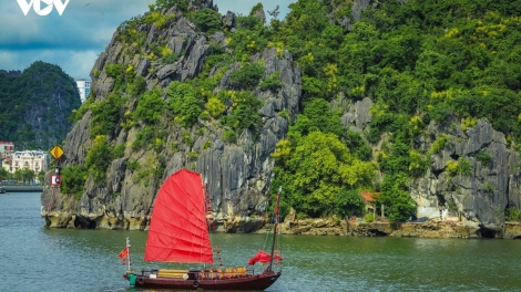 Musim Mekar Phat Du Gunung Semarak Menghiasi Teluk Ha Long