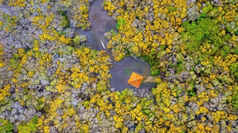 La seule mangrove de la lagune de Tam Giang change de parure et se transforme en tableau à l’encre