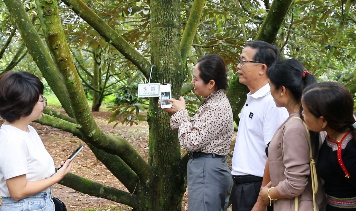 Đắk Lắk hiện có khoảng 42.000 ha sầu riêng, nhưng diện tích được cấp mã số vùng trồng chỉ mới có 7.400 ha. 