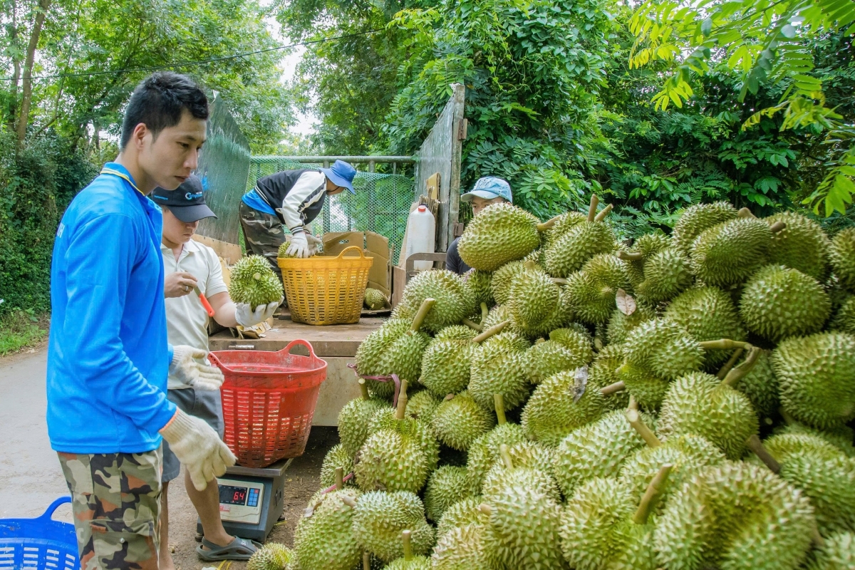 Hệ thống truy xuất nguồn gốc được xem là bước chuyển từ quản lý sản xuất truyền thống sang quản trị bằng dữ liệu, nền tảng quan trọng để nâng cao năng lực cạnh tranh của nông sản Việt Nam.