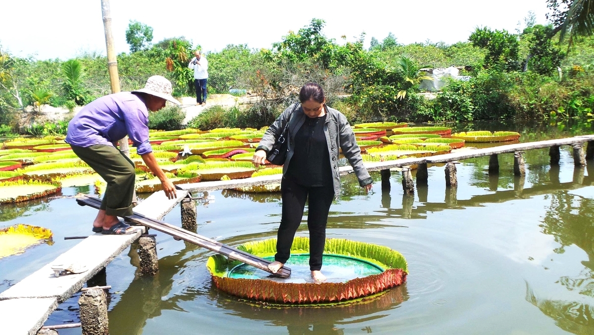 Visiteurs sur les feuilles de lotus, jardin de Nam Huong. Photo: VOV