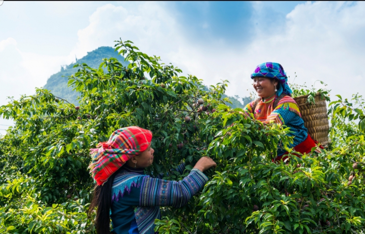 プラムの収穫（写真：主催者）