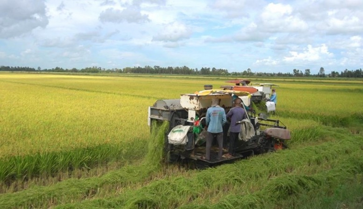 Kim ngạch xuất khẩu nông, lâm thủy sản quý I tăng 5.9% so với cùng kỳ 2025. Ảnh minh họa: VGP