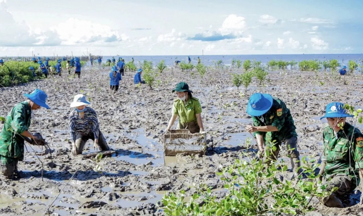 芹苴市在沿海地区种植红树林。