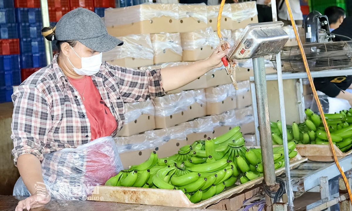 ກ້ວຍ Cavendish ​ ແມ່ນ​ຜະ​ລິດ​ຕະ​ພັນ​ສົ່ງ​ອອກ​ຕົ້ນ​ຕໍ​ໄປ​ຍັງ​ບັນ​ດາ​ຕະຫຼາດ​ທີ່​ເຄັ່ງ​ຄັດ​ຄື ຍີ່​ປຸ່ນ, ສ.ເກົາຫຼີ, ຈີນ ແລະ ເອີ​ຣົບ (ພາບ: baodongnai.com.vn)