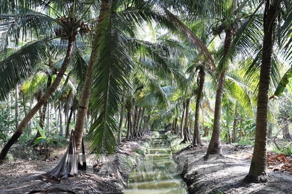 Eine Bio-Kokosplantage in der südvietnamesischen Provinz Vinh Long. (Foto: Thanh Hoa/VNA)
