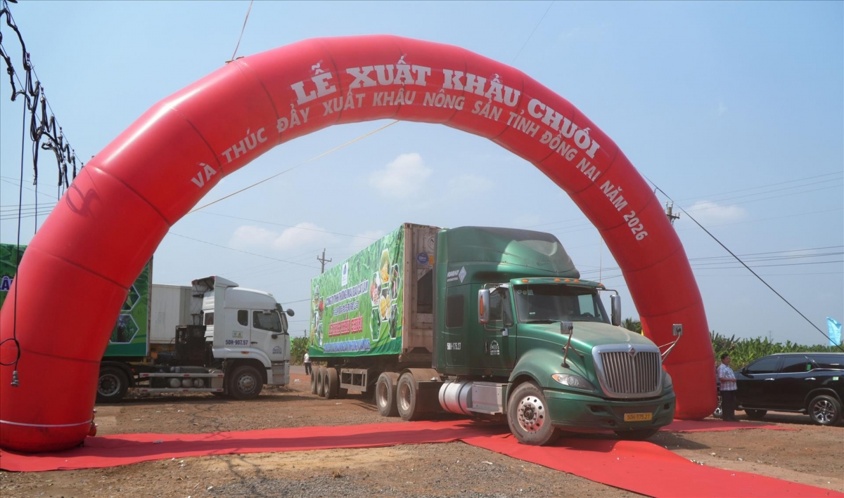 同奈省今年出口到国际市场的首批香蕉。图片来源：越通社。