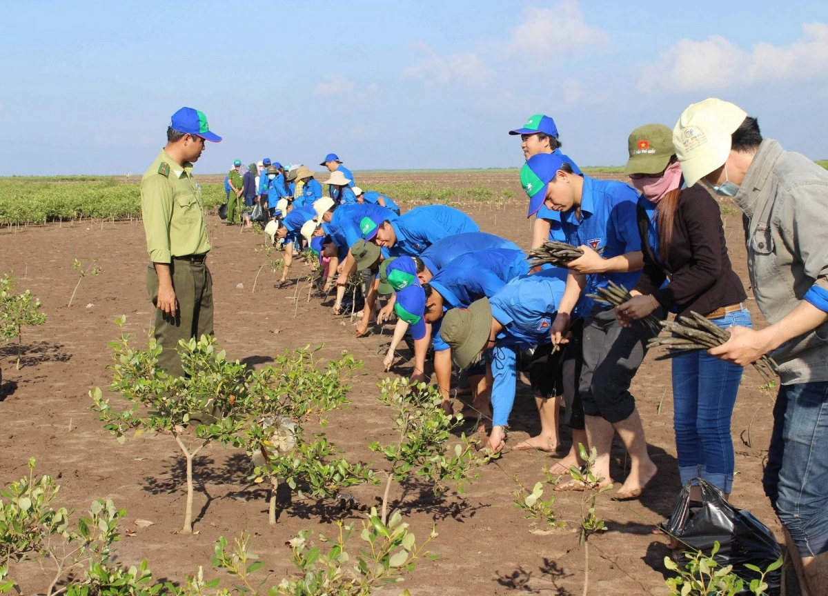 旧ソクチャン省（現カントー市）の沿岸防護林でのマングローブ植林（写真：Trung Hiếu/TTXVN）