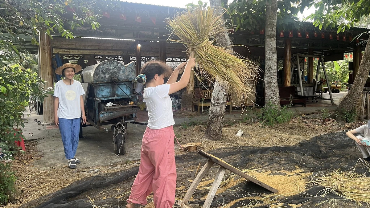 Visitors experience harvesting seasonal rice on Viet’s farm. (Photo courtesy of Le Quoc Viet)