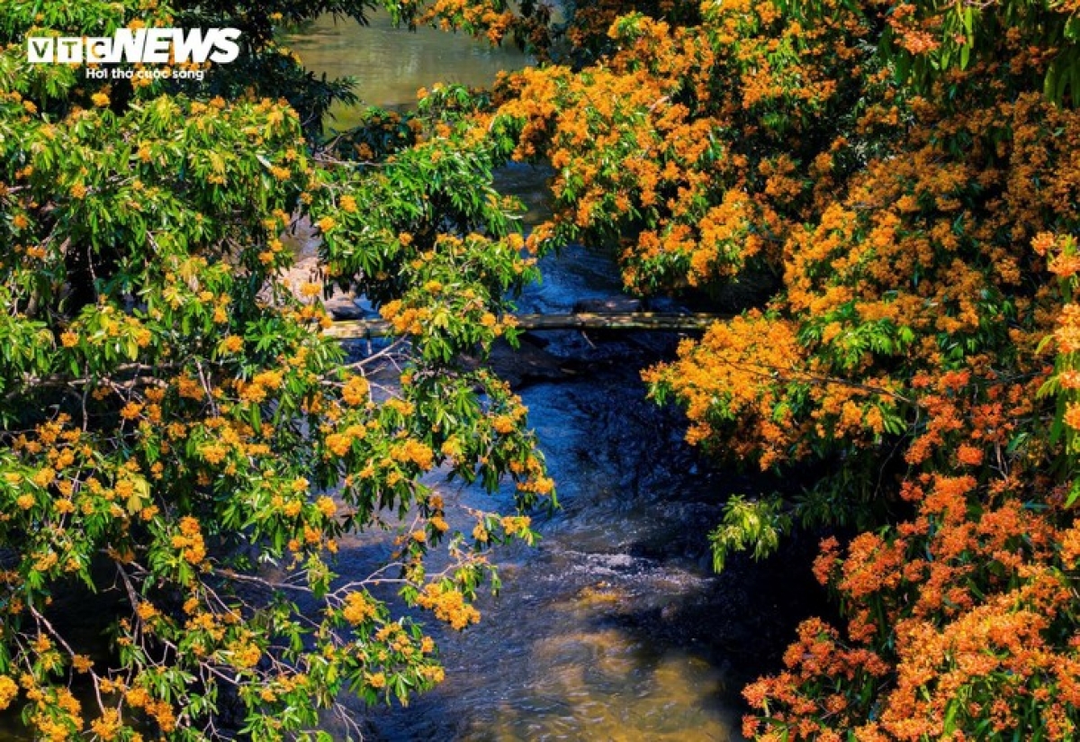 Hundreds of wild ixora trees along Ta Ma Stream in Vinh Thinh commune, Gia Lai province, bloomed early this year, making the area a striking attraction for visitors.