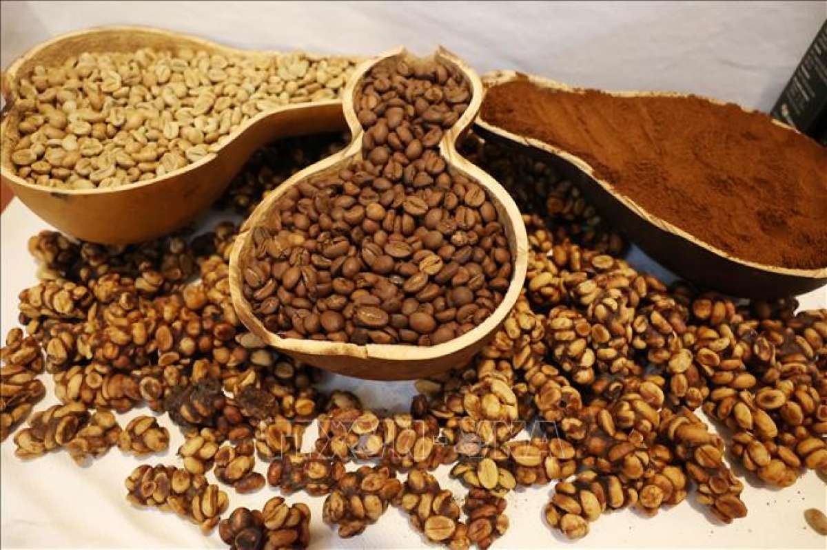 Granos de café vietnamita, uno de los productos agrícolas emblemáticos del país. Foto: VNA