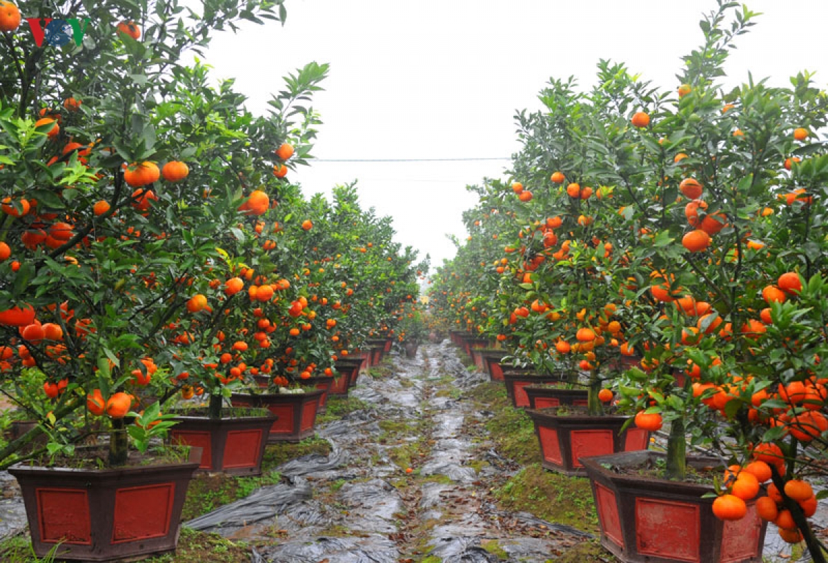 ส้ม “แกง”ฮึงเอียนได้รับความนิยมจากลูกค้าเป็นอย่างมาก