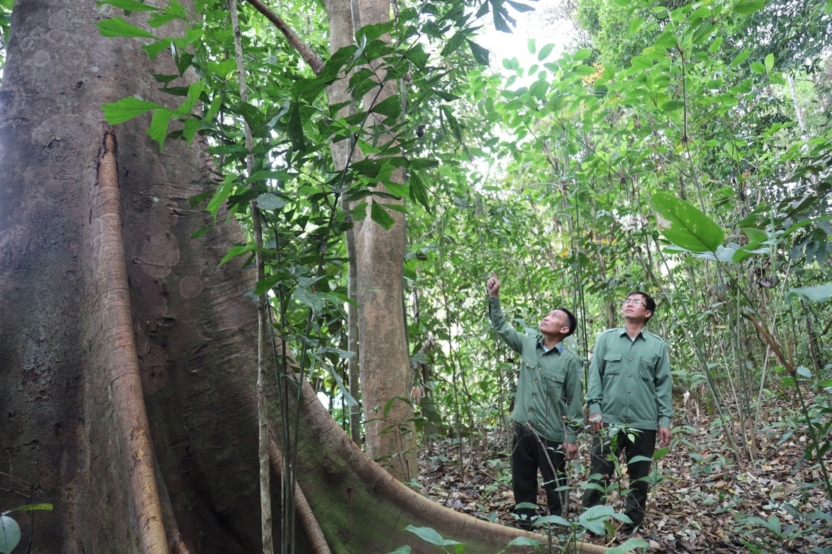Staff of Chu Mom Ray National Park go on patrol. (Photo: Thanh Thang/ VOV-Central Region)