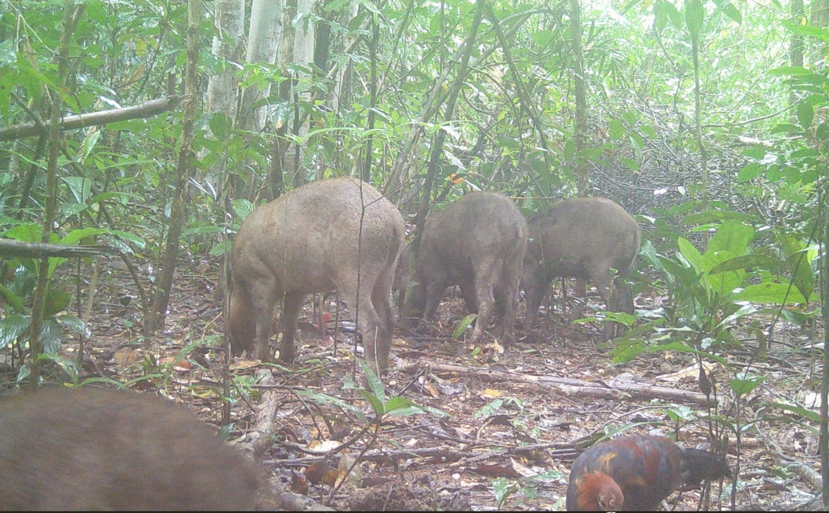 Wild boars are detected through camera traps in Chu Mom Ray National Park. (Photo: Thanh Thang/ VOV-Central Region)