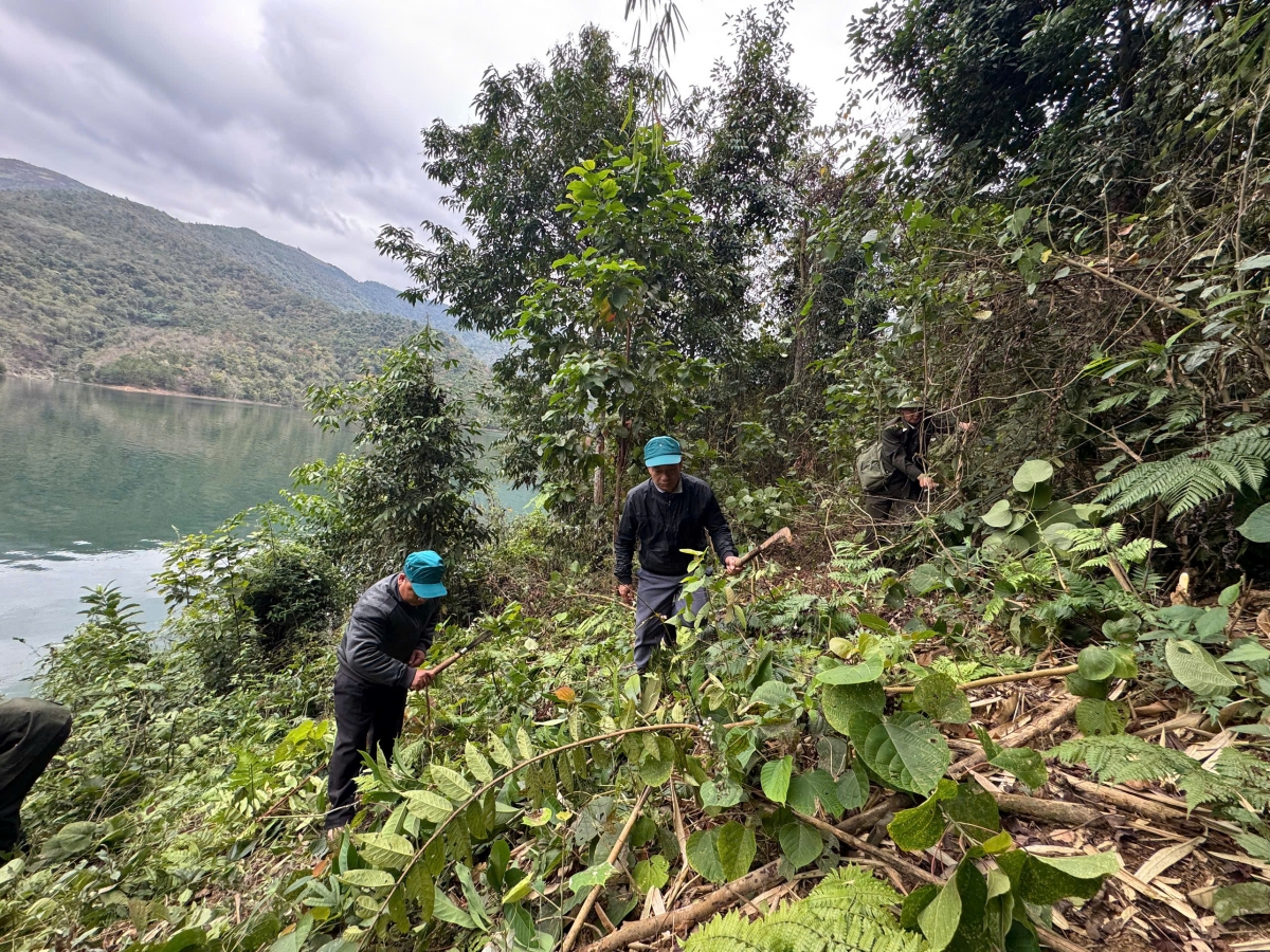 Forest rangers and locals clear undergrowth and create firebreaks. (Photo: Tran Long/VOV-Northwest Region)