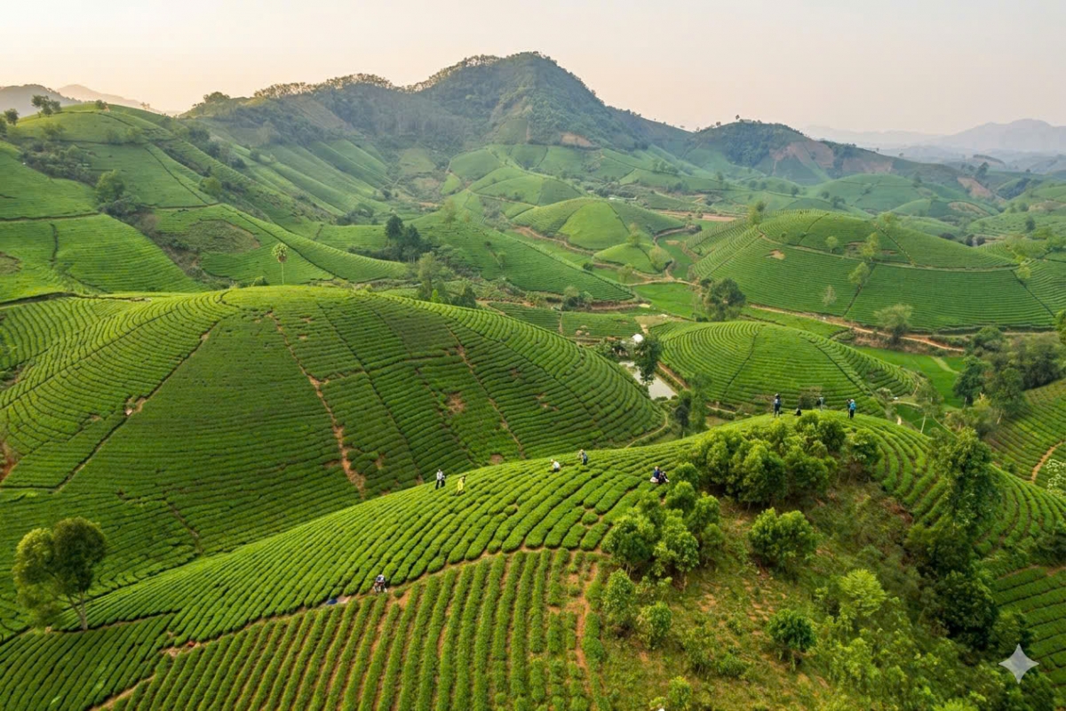 Long Cốc được đánh giá là một trong những đồi chè đẹp nhất Việt Nam, với hàng trăm, hàng ngàn quả đồi to nhỏ, kích thước khác nhau như hình bát úp ngược, tạo cho nơi đây khung cảnh rất riêng biệt, độc đáo. Ảnh Tuấn Anh