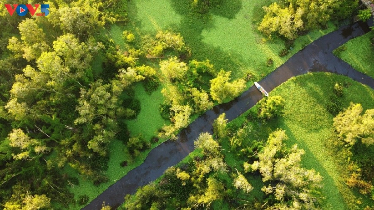  Tra Su cajuput forest, a large and beautiful flooded cajuput forest in Vietnam, is in An Cu commune, An Giang province, about 10 kilometers west of the Vietnam-Cambodia border. It has a diverse ecosystem and stands out as a distinctive ecotourism destination in the Mekong Delta.
