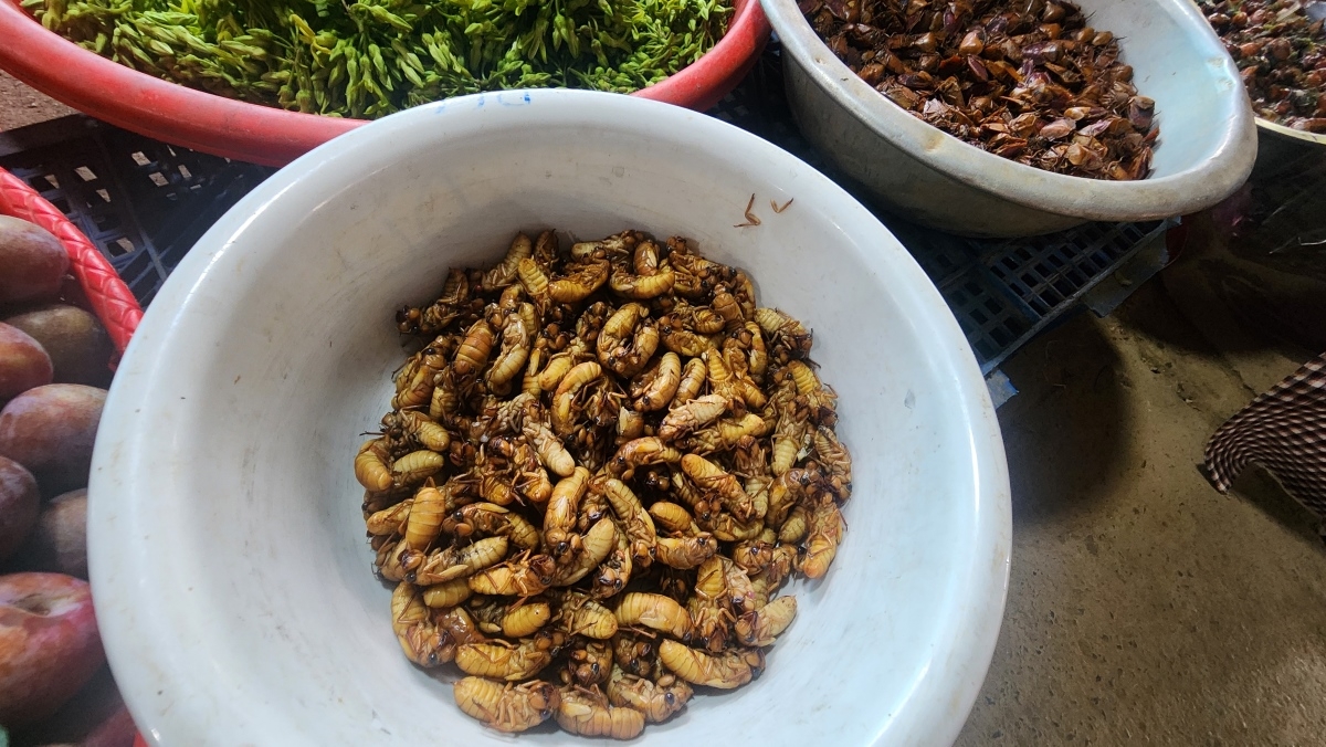 Auf dem Na-Si-Markt werden verschiedene Insektenarten verkauft. (Foto: Thanh Thuy)