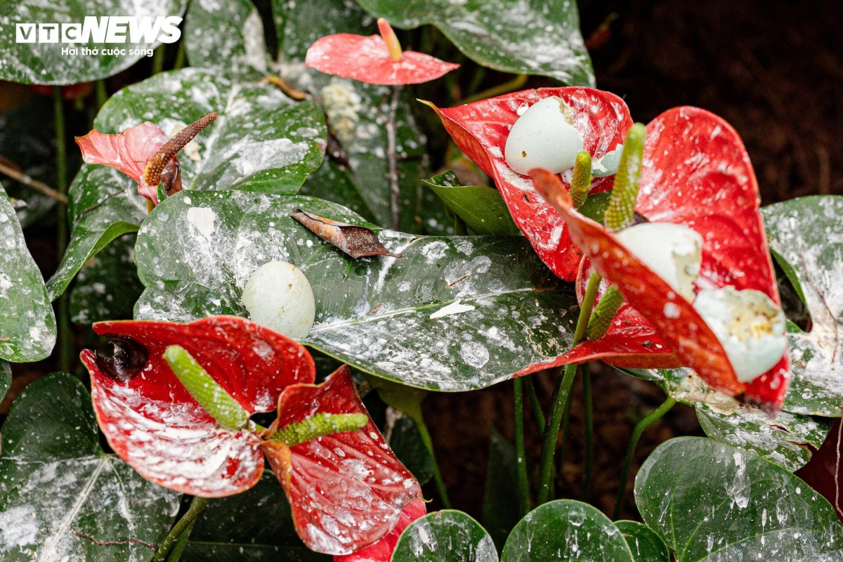 Đây không phải lần đầu tiên hiện tượng này xuất hiện tại Hồ Gươm. Từ tháng 8/2024, nhiều loài chim hoang dã cỡ lớn như vạc, diệc, cò xanh, bói cá… cũng được ghi nhận về khu vực hồ trú ngụ, săn mồ