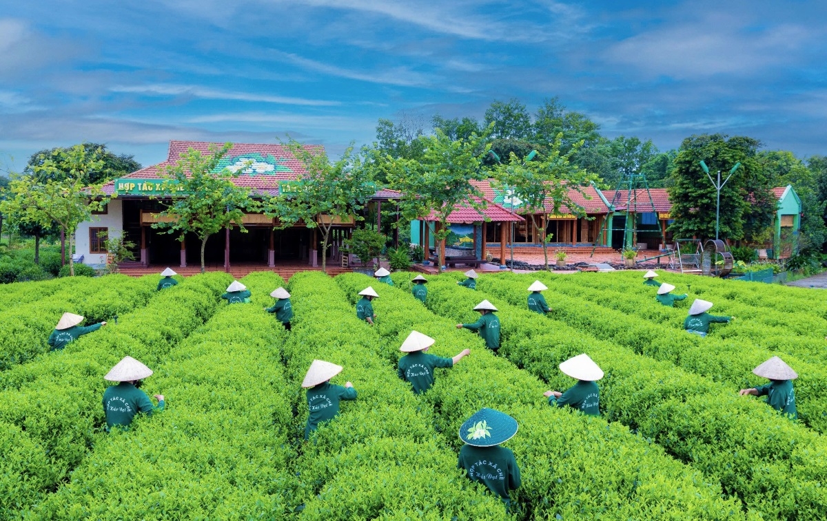 タイグエン省が茶栽培の産地として知られている（写真： Công Luận/VOV）