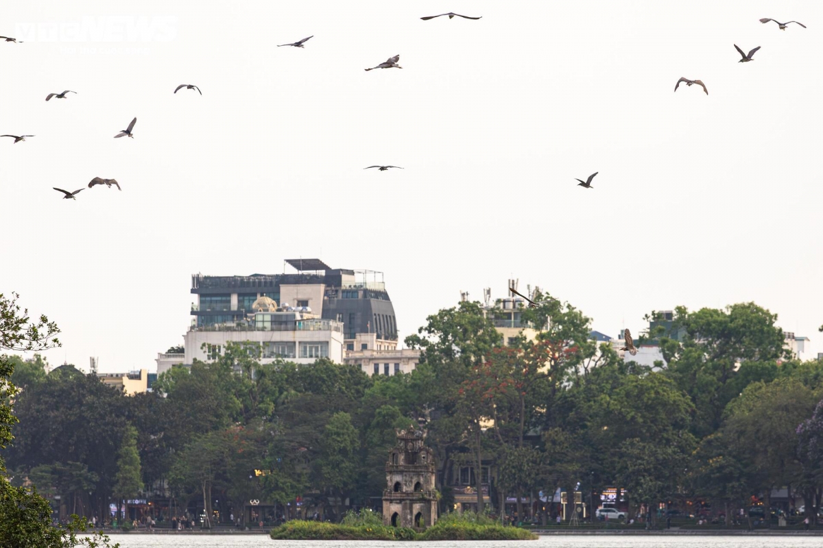 Mỗi buổi chiều, đàn chim liên tục bay lượn quanh khu vực Tháp Rùa, thu hút đông đảo người dân và du khách dừng chân chiêm ngưỡng.
