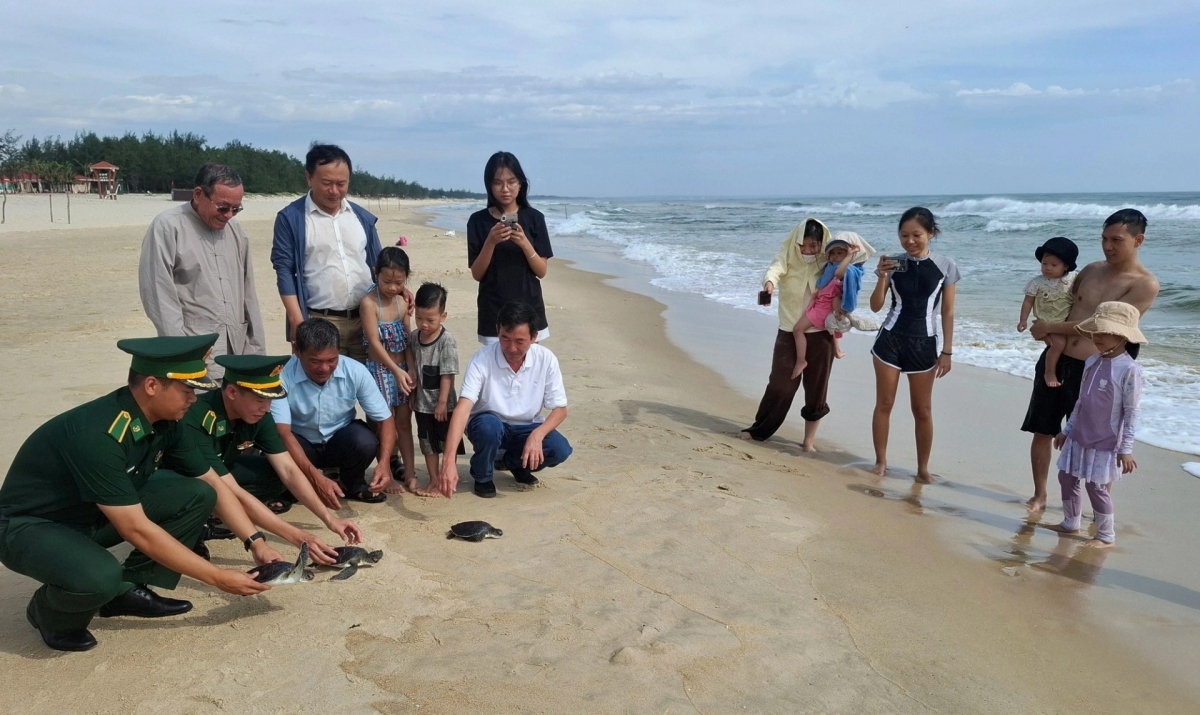 Three rare sea turtles are released back into the sea off Quang Tri province. (Photo: Cua Viet Port Border Guard Station)