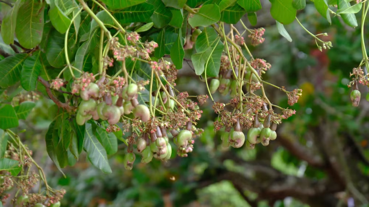 Tanah dan iklim di Dong Nai sangat cocok untuk tanaman kacang mete, sehingga kualitas kacang metenya dianggap sebagai salah satu yang terbaik di dunia. Foto: nhandan.vn