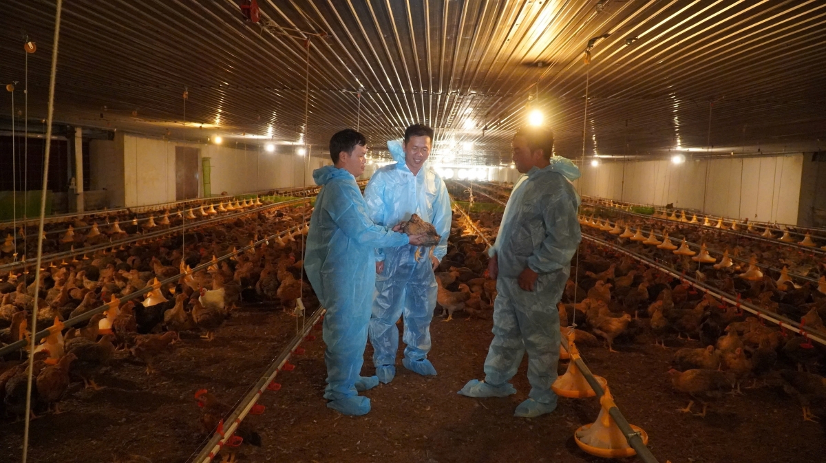 A large poultry farm in Phuoc Hoa commune, on the outskirts of Ho Chi Minh City (Photo: VOV)