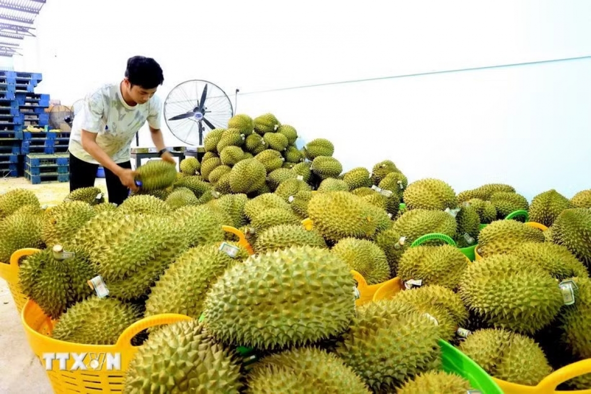 Sầu riêng xuất khẩu được tập kết tại một vựa trái cây ở huyện Tân Phú, tỉnh Đồng Nai. Ảnh: Hồng Đạt/TTXVN