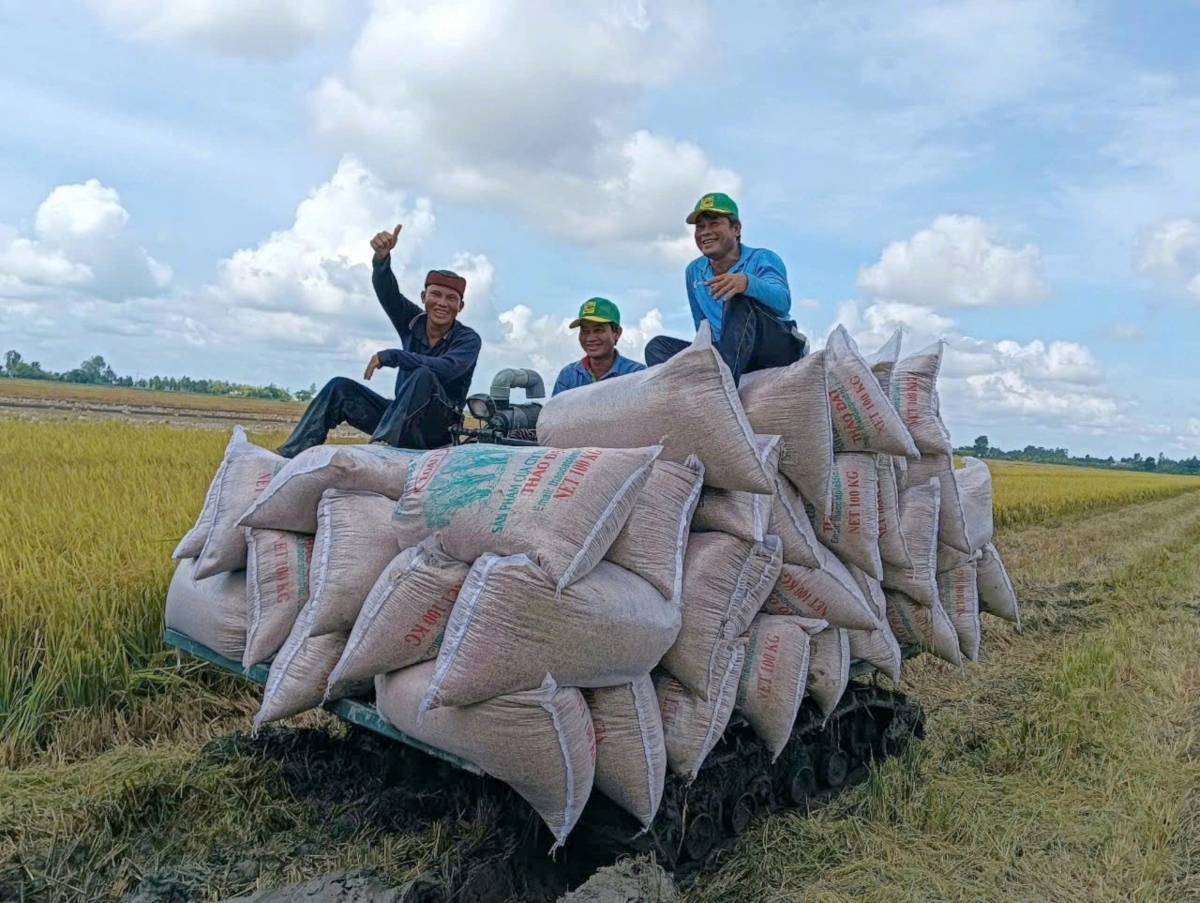 Farmers are gradually transforming their mindset from traditional agricultural production to an agriculture-based economic approach  (Photo: Thanh Tung/VOV correspondent in Mekong Delta)