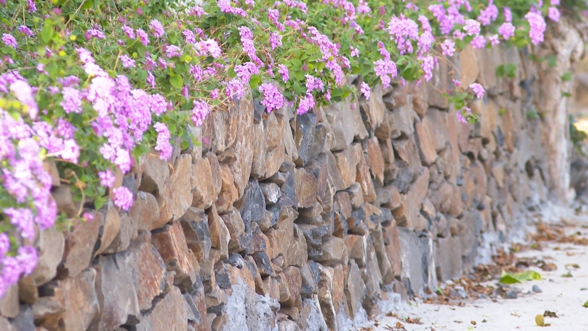 A stone fence decorated with lantana flowers (Photo: Dinh Tuan/VOV-Central Highlands)