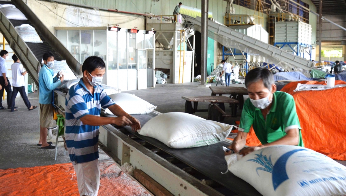 Gạo là một trong những nông sản chủ lực của tỉnh Đồng Tháp